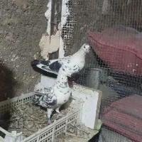 کبوتر جفتگاه