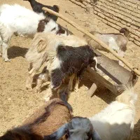 کهره|حیوانات مزرعه|ارسنجان, |دیوار