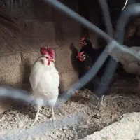 خروس سفید ریشی پا سیاه 850 ت