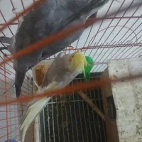 عروس معاوظه با کبوتر|پرنده|ایلخچی, |دیوار