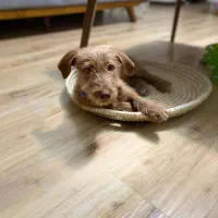 واگذاری|سگ|کرج, فاز ۲ مهرشهر|دیوار