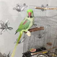 شاه طوطی دستی|پرنده|شیراز, شهرک ولیعصر|دیوار