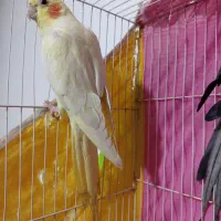 جفت عروس هلندی مولد