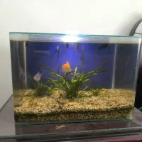 آکواریوم با ماهی و وسایل