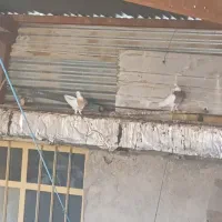 کبوتر|پرنده|سپیدان, |دیوار