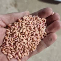 گندم صدرا بزری|خدمات باغبانی و درختکاری|روانسر, |دیوار