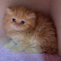 بریتیش های لانگ هیر|گربه|رشت, لاکانی|دیوار