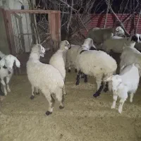 بره چاق کشتاری نر|حیوانات مزرعه|سیرجان, |دیوار