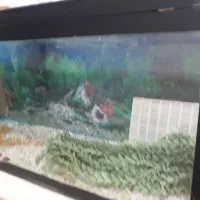 اکواریوم