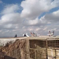 کبوتر پرشی|پرنده|میان جلگه, |دیوار