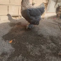 مرغ و خروس برهما|حیوانات مزرعه|قرچک, داوود آباد|دیوار