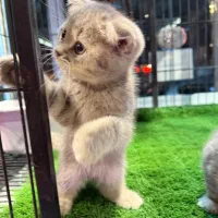 واگذاری گربه اسکاتیش .بریتیش ،پرشین