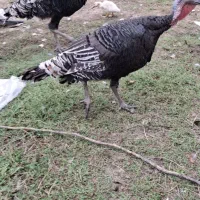 بوقلمون ماده