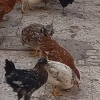 مرغ و خروس محلی|حیوانات مزرعه|قم, باسکول|دیوار