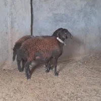 دو راس شیشک|حیوانات مزرعه|مشهد, تبادکان|دیوار