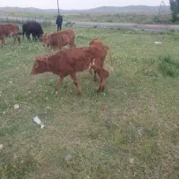 گاو|حیوانات مزرعه|اصلاندوز, |دیوار