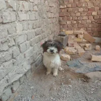 سگ پشمالو شیتزو پامرانین معاوضه|سگ|زابل, |دیوار