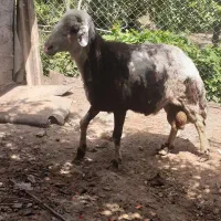 قوچ  بروجردی