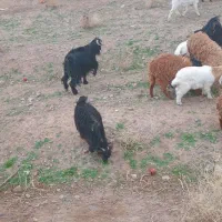 بز فروشی|حیوانات مزرعه|جلگه ماژان, |دیوار