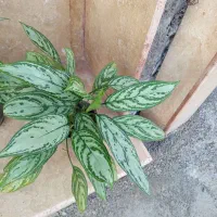 گیاه آپارتمانی زیبا|گل و گیاه طبیعی|رشت, پل تالشان|دیوار