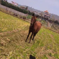 کره مادیان 3ساله