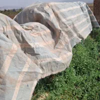 کاه یونجه|خدمات باغبانی و درختکاری|خوی, |دیوار