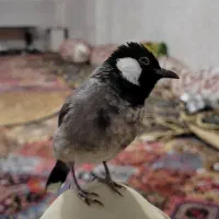 قناری گمشده