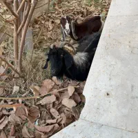 تعدادی بره و کهری|حیوانات مزرعه|بندرعباس, |دیوار