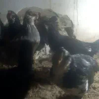 خلنگ خروس گلین|حیوانات مزرعه|ششده و قره بلاغ, |دیوار