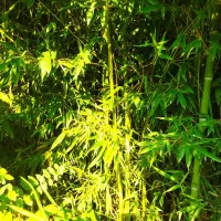 فروش بامبو|گل و گیاه طبیعی|شلمان, |دیوار