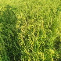 فروش برنج میانه