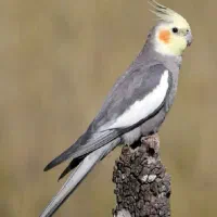 عروس هلندی نر بالغ