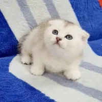 بچه گربه های اسکاتیش گلد و سیلور|گربه|ساری, |دیوار