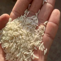 برنج دمسیاه