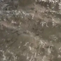 کودمرغی|خدمات باغبانی و درختکاری|سرپل ذهاب, |دیوار