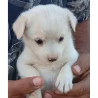 توله پامر وشیواوا