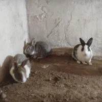 یک عدد خرگوش ماده طوسی
