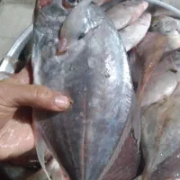 ماهی|ماهی|برازجان, |دیوار