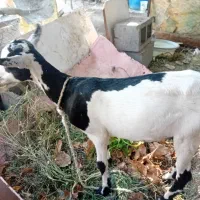 فروش۳تا کهره بربری|حیوانات مزرعه|بند زرک, |دیوار