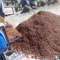 تفاله سیب و چغندر