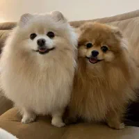 توله سگ پامر،پامرین اصیل