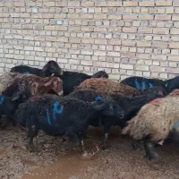 میش وبره افشاری