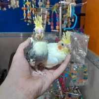 طوطی عروس هلندی های سرلاکی انواع رنگ سینه پر ودرشت