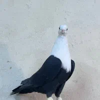 کفتر کله سفید ماده آس|پرنده|مشهد, هفده شهریور|دیوار