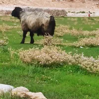 گم شده دو راس بره