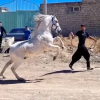 اسب سیلمی. کشش .مادیون .خرید فروش.پانسیون