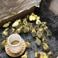 باسلام فروش انواع جوجه رنگی.اردک.گوشتی . بلدرچین|حیوانات مزرعه|فردوس (خراسان), |دیوار