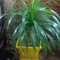 گل پاندانوس