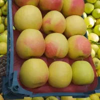 سیب ممتاز در سردخانه ۶۵تن|عمدهفروشی|زنجان, |دیوار