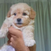 سگ/توله سگ/پودل/مالتیز
